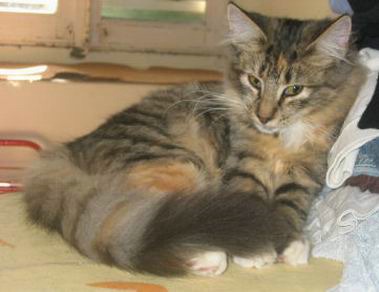 copyright: Monica Rondelli