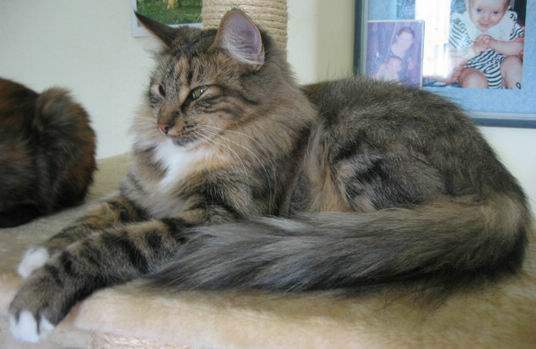 copyright: Monica Rondelli