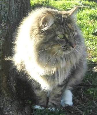 copyright: Monica Rondelli