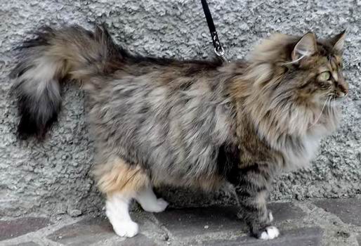 copyright: Monica Rondelli