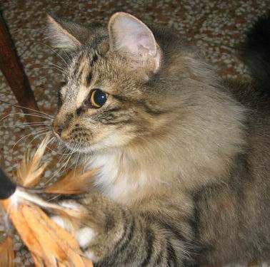 copyright: Monica Rondelli