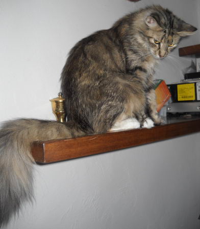 copyright: Monica Rondelli