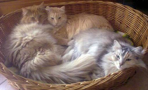 copyright: Eva Felder