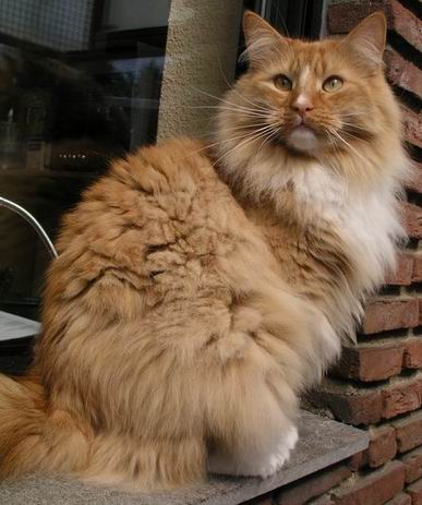 copyright: Eva Felder