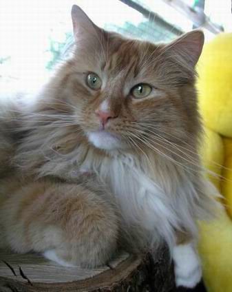 copyright: Eva Felder