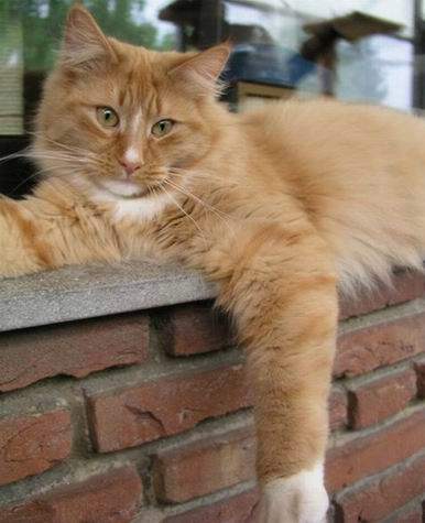 copyright: Eva Felder 