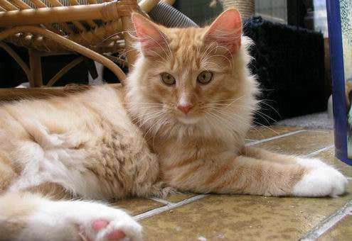 copyright: Eva Felder