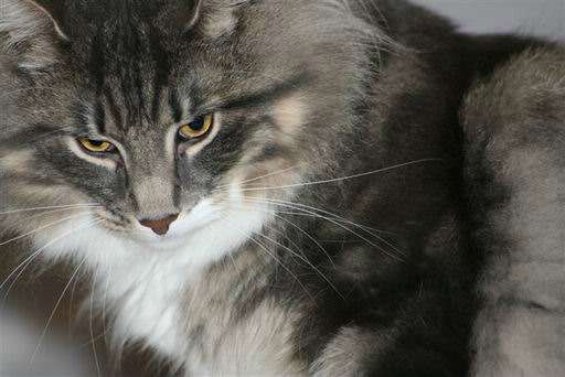 copyright: Fam. Jacob