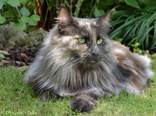 copyright: Fam. Valicek