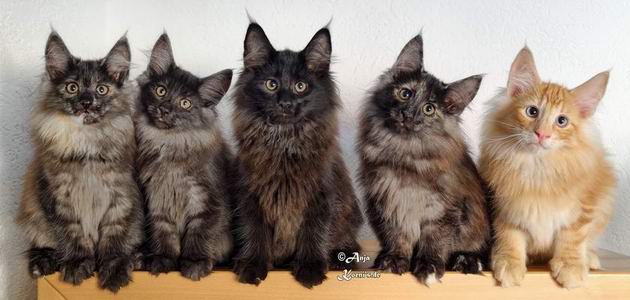 Zawadi-Finja, Zorya, Zarah, Zanaia, Zagreus - 13 weeks old