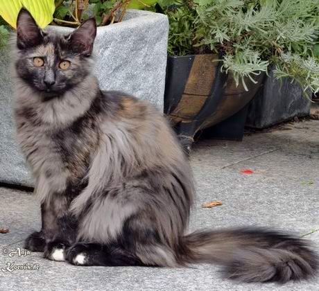 Zanaia - 4,5 months old