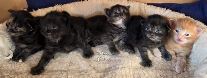 Zanaia, Zarah, Zawadi, Zorya & Zagreus